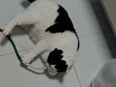 -四月宠物医院·猫专科·心脏专科·内科(转塘店)