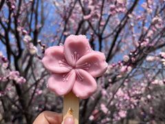 -香雪海