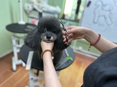 -鑫艺宠物美容培训学校