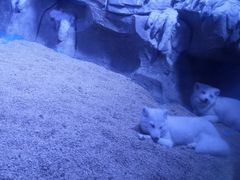 -石家庄海洋公园