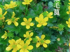 -桃花岛风景旅游区