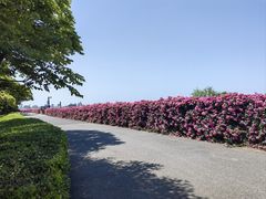 -上海滨江森林公园