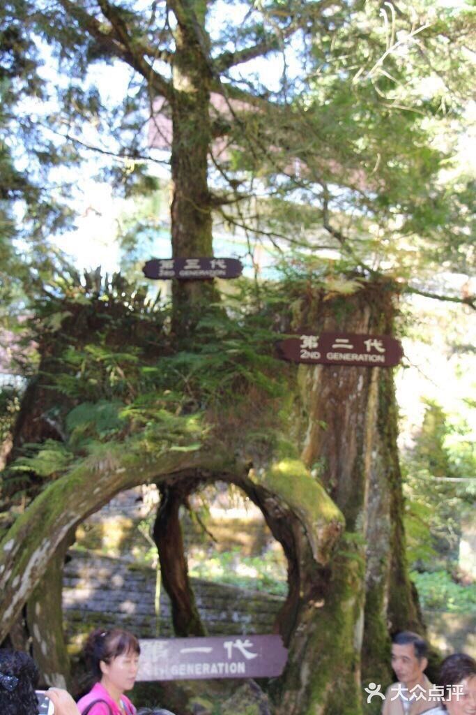 在枯树中再生新树为第三代