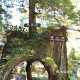 在枯树中再生新树为第三代