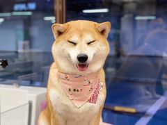 -FAELING PETS美天灵宠物(富力广场店)