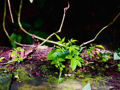 -西双版纳原始森林公园