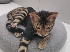 -糯米喵星人·撸猫猫舍咖啡馆(西市场嘉华店)