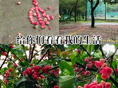 -金花茶公园