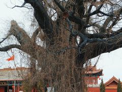 -大槐树寻根祭祖园