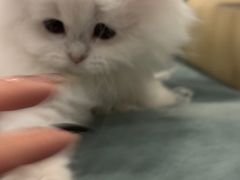 -袖虎·猫馆(体育西路店)