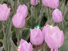 -石家庄市植物园