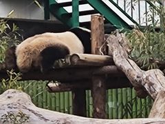-武汉动物园