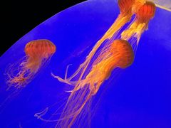 -上海海洋水族馆