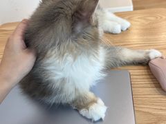 -有喵·猫咖·狗咖·30几只猫10只小狗(岗厦店)