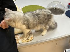 -COLOR PETS 撸猫馆·购猫·猫咖(长风大悦城店)