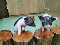-藦茜花园宠物主题亲子互动体验馆(国顺东路店)
