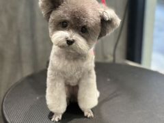 -樱桃家的宠物店(君安花园店)