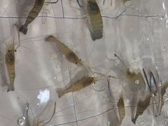 -小象钓虾·营地烧烤(洛溪店)