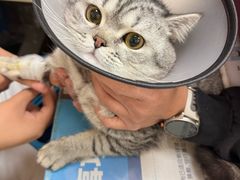 -艾贝尔宠物医院·狂犬免疫点(江山金象城店)