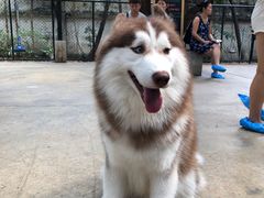 -TrueLove @ Neverland (Husky Cafe)