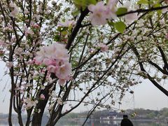 -莫愁湖公园