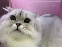 -喜洋洋宠物医院(震川路总店)