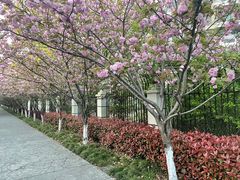 -高东镇樱花园