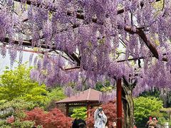 -嘉定紫藤园