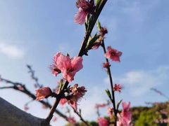 -宾湖农庄·农场特色(太湖龙之梦店)