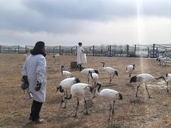 -盐城丹顶鹤湿地生态旅游区
