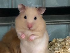 -钓仓鼠(洋桥北里小区店)