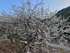 -广州市流溪河国家森林公园