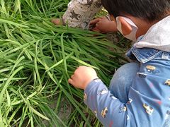 -甜心庄园·甜心草莓采摘园(西青中北店)