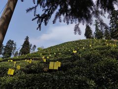 -黄山太平湖风景区