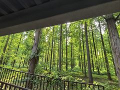 -黄海国家森林公园