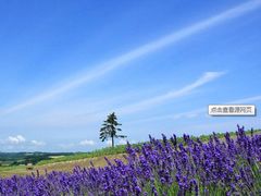 -北京东方普罗旺斯薰衣草庄园