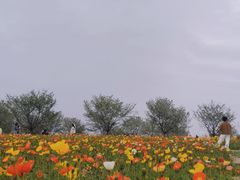 -空港花田景区