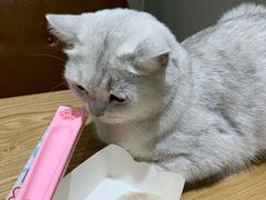 -藏猫猫咖啡主题馆(中央大道店)