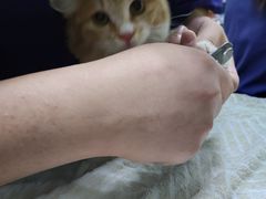 -宠物星动物医院·眼科·异宠·猫科(江南大道总院)