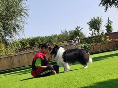 -北京京卫宠物寄养训练中心