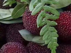 -西山樟坞健康果园枇杷杨梅采摘