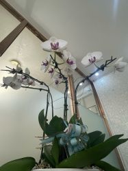 -紫洁俪方（北京）医疗美容