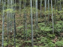 景点-大唐贡茶院