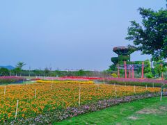 -芒洲湿地公园