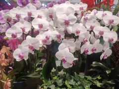 -双季花艺园艺市场(浦东店)