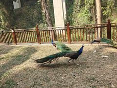 -西双版纳原始森林公园