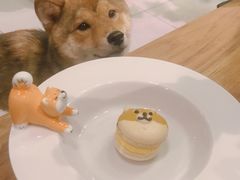 -柴务处·柴犬主题狗咖