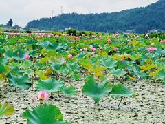 -腾冲北海湿地