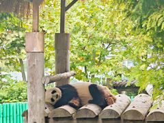 -西霞口神雕山野生动物世界