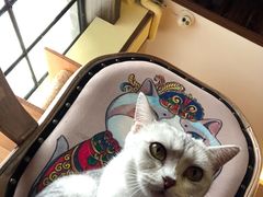 -more than meow吴止猫主题餐厅(承德 中船汇店)